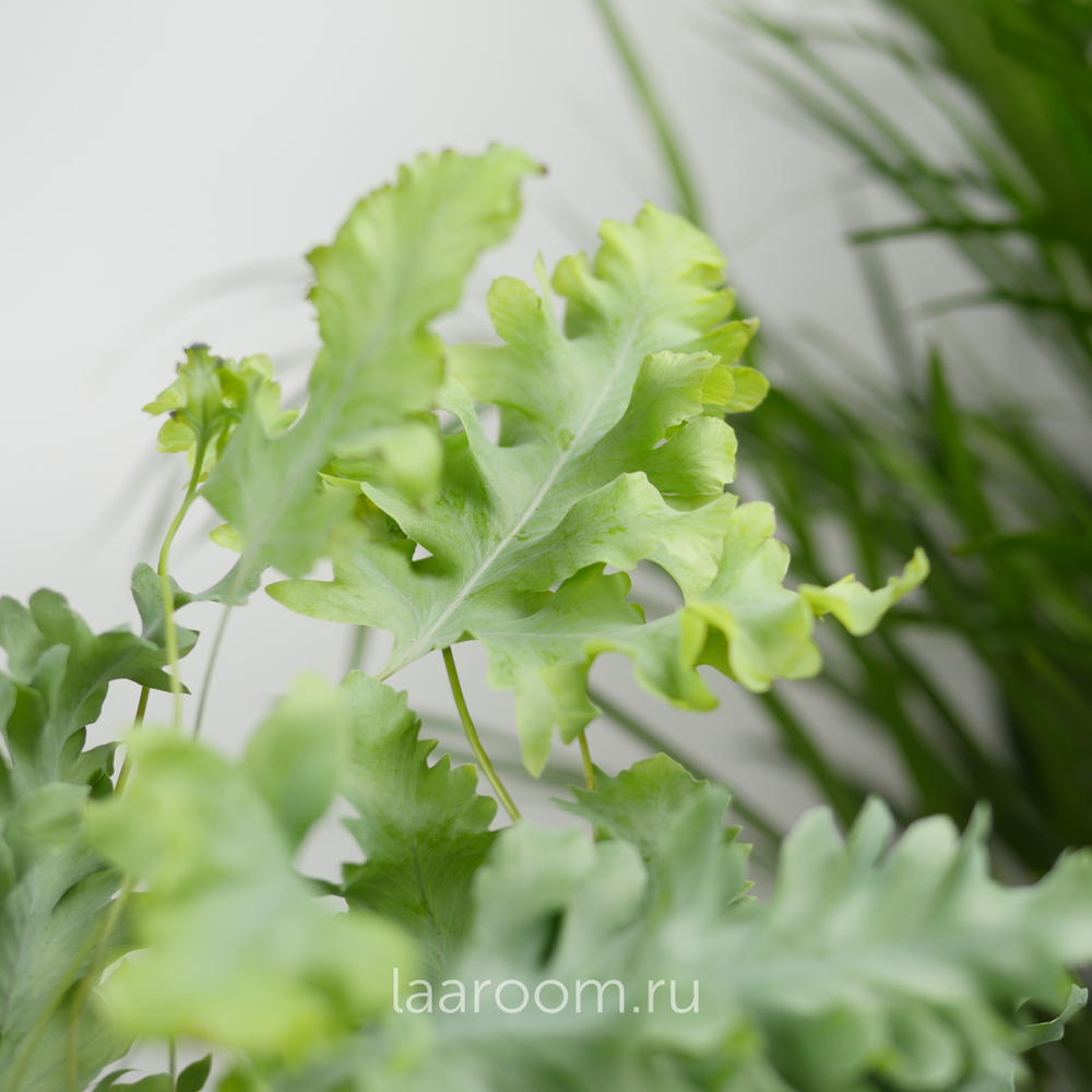 Флебодиум Давана 12/35