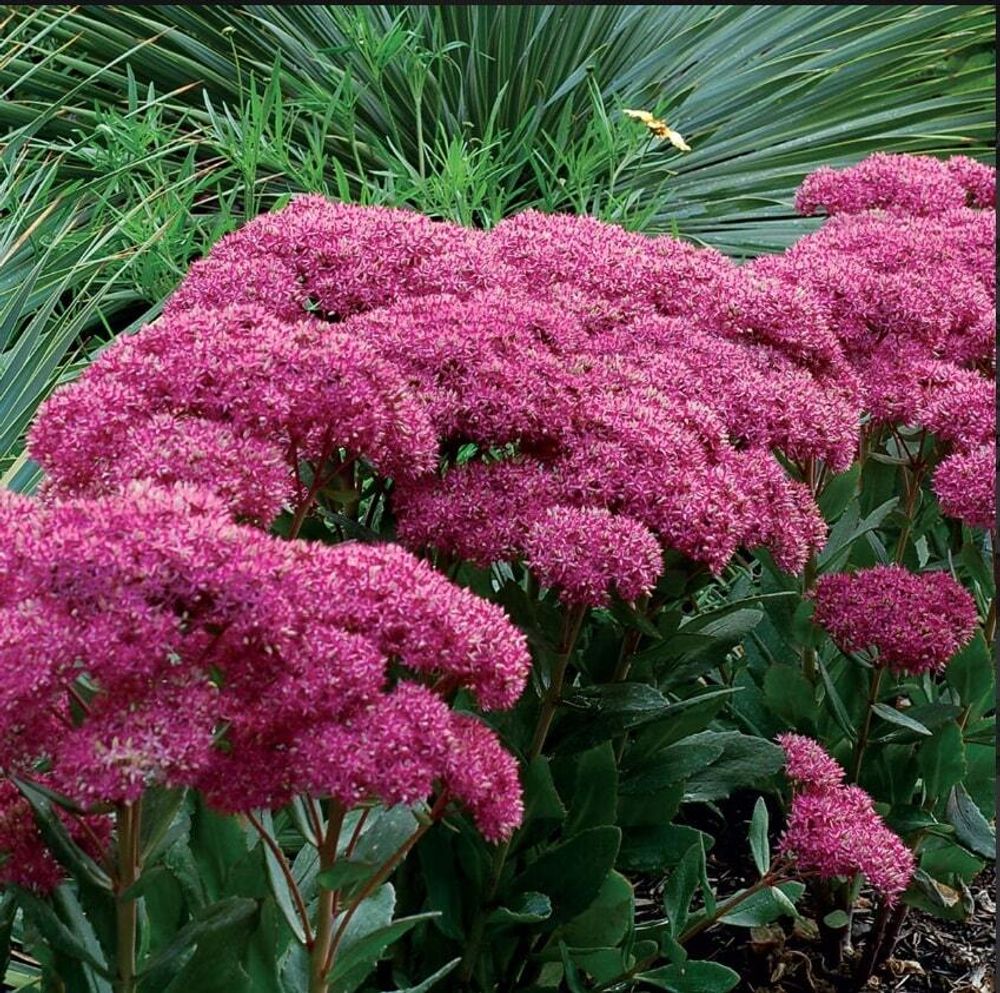 Седум гибридный &quot;Mr.Goodbud&quot;. Sedum hybridе &quot;Mr.Goodbud&quot;.