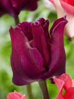 Тюльпан Экзотический Краун оф Негрита