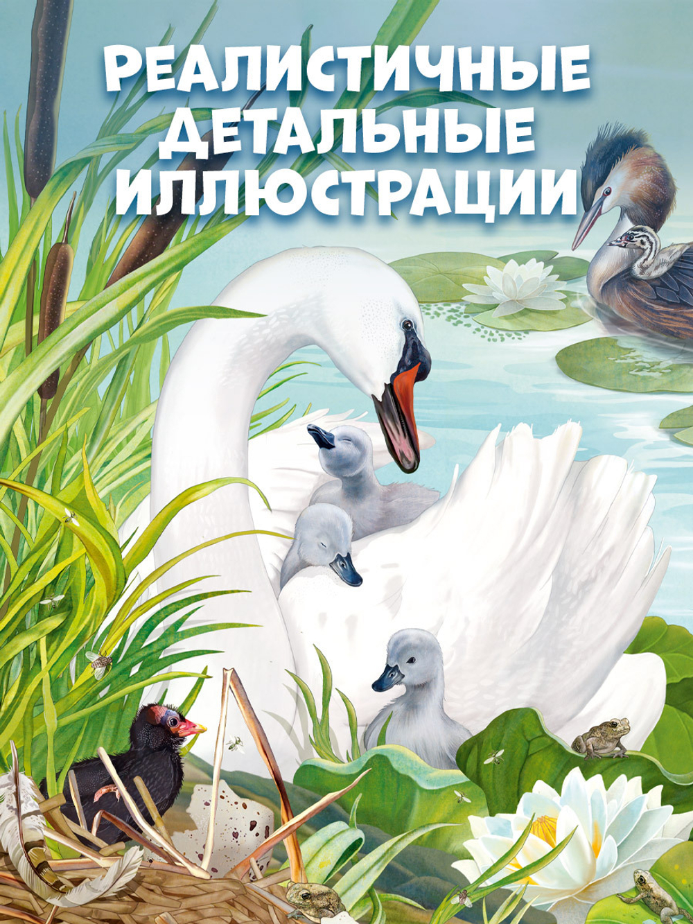 Удивительные энциклопедии. Секреты животных озера. Визуальная энциклопедия