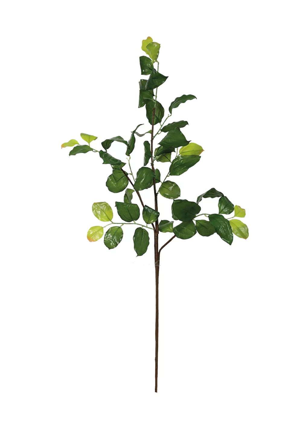 Ветка лимонника