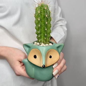 Кактус в кашпо «Лисенок Фред»