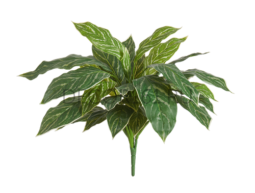 Аглаонема Страйпс куст бело-зелёный в-47 см, д-60 см (Sensitive Botanic) 12/96 20.1156N