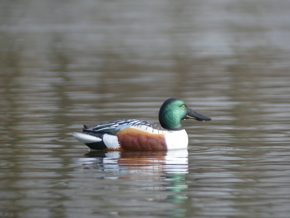 Широконос "FA-212530 LIVE NORTHERN SHOVELER SPOONBILL" FA 6 шт.