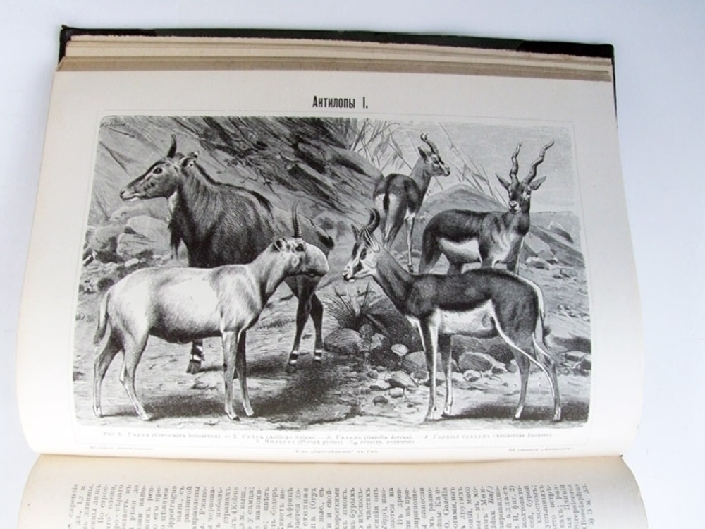 "Большая Энциклопедия. Словарь общедоступных сведений по всем отраслям знания". Под редакцией С.Н. Южакова. 1909 г. - редкая книга