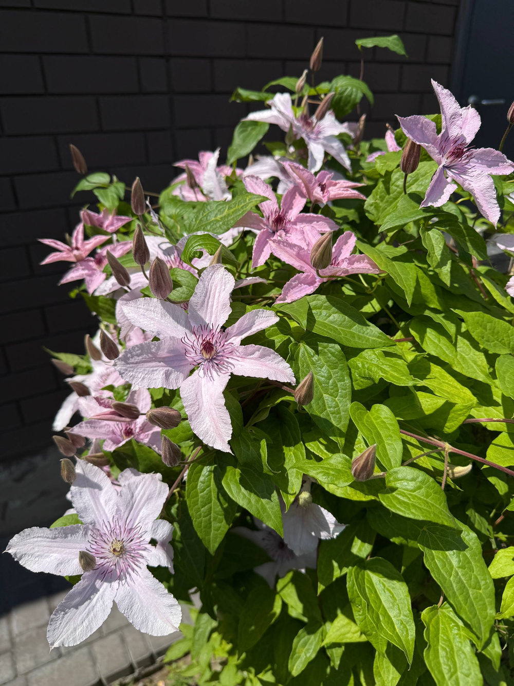 Клематис гибридный Хагли Хибрид Закупка М33 апрель 2026