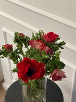 Анемон красный