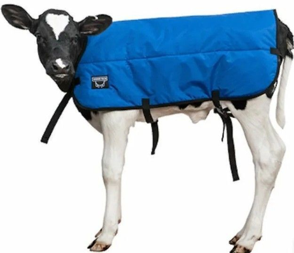 Попона для телят, цвет синий