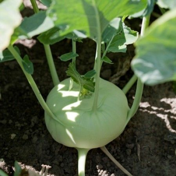 ТЕРЕК F1 семена капусты кольраби (Rijk Zwaan | Alexagro) – фото 2