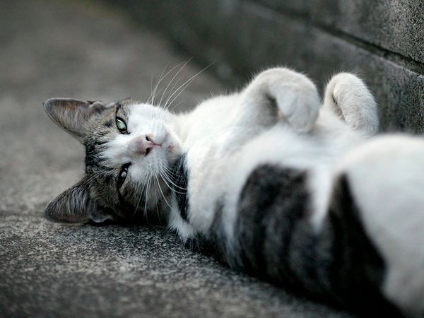 Домашняя гимнастика для кошки – возможно ли это?