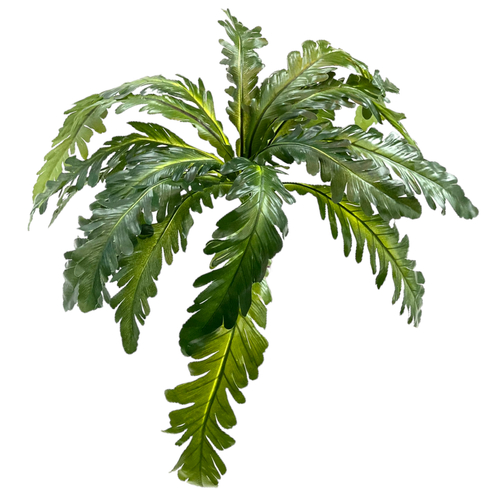 Асплениум куст 60 см