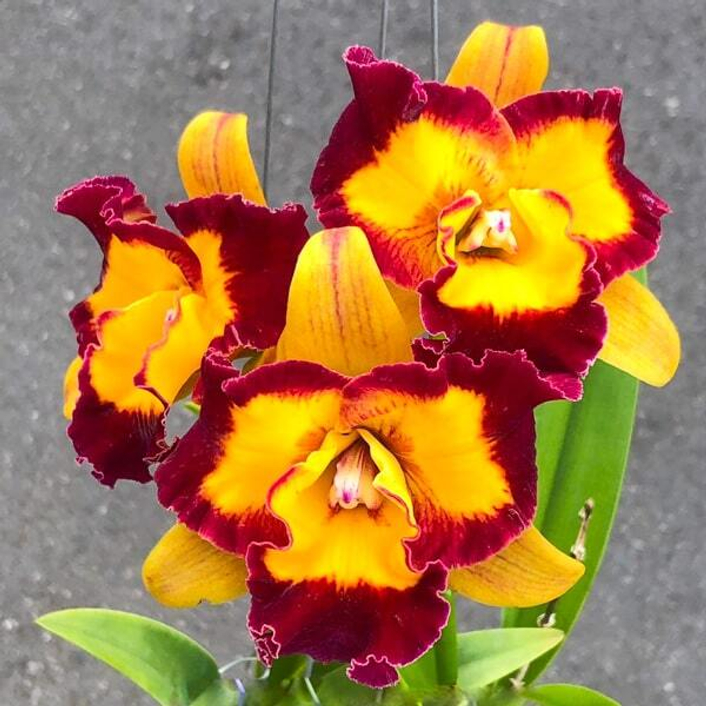 Орхидея ринхолелиокаттлея RLC. LINKIN LOVE CHESTER