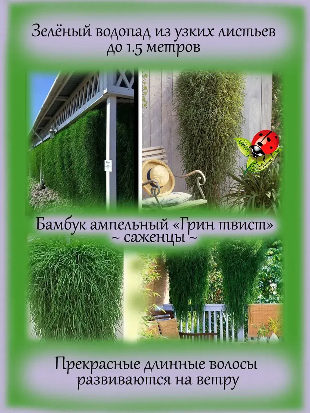 Бамбук ампельный Грин твист