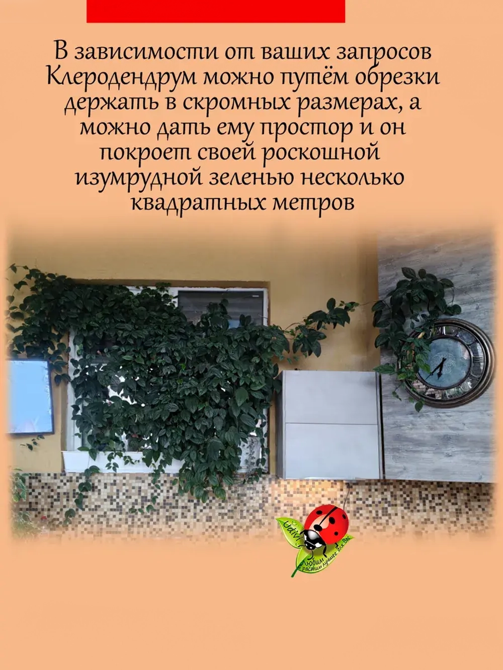 Клеродендрум Госпожи Томпсон