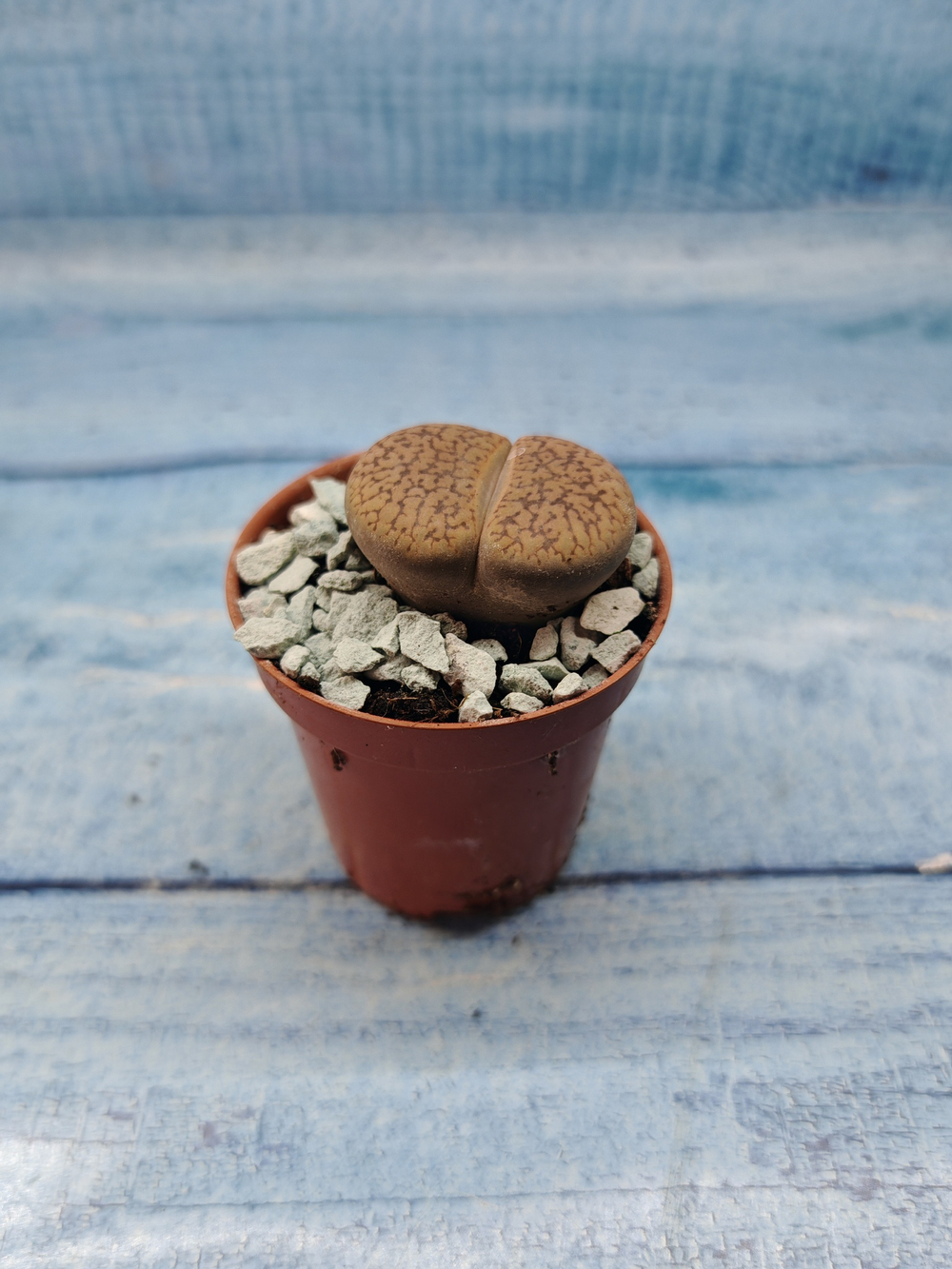 Lithops sp. (Литопсы)