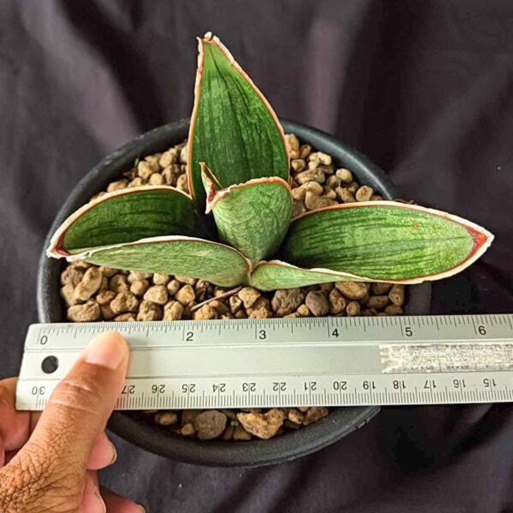 Сансевиерия ARMSTRONG