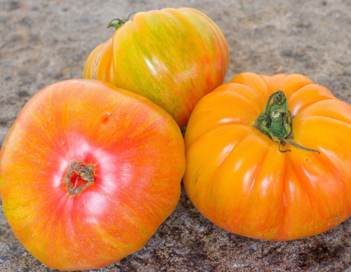 Марз Желто — Розовые Полосы MARZ YELLOW PINK STRIPES