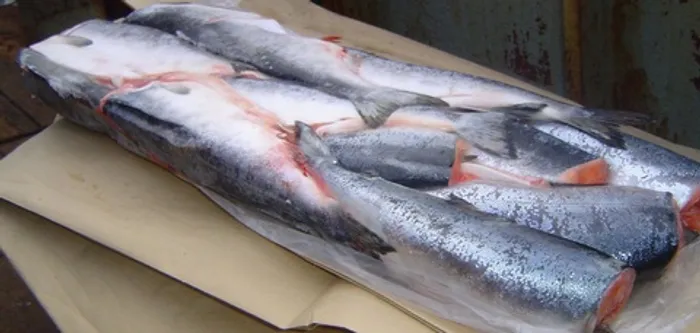 Кета б/г (1/20) 