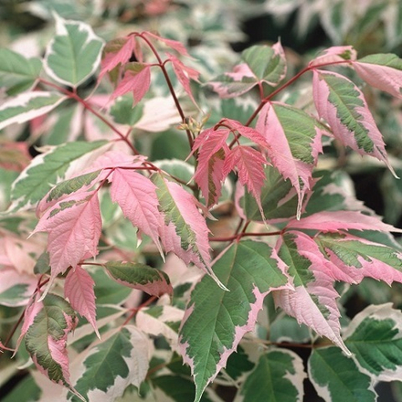 Клен ясенелистный Фламинго