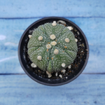 Astrophytum Asterias (Астрофитум)