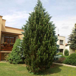 Сосна "Nigra Pyramidalis"
