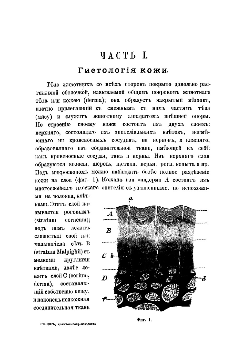 Кожевенное производство | Рылов Михаил Анфимович