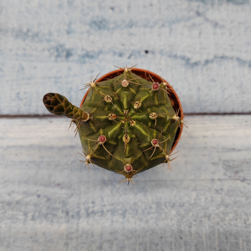 Gymnocalycium Friedrichii (Гимнокалициум)