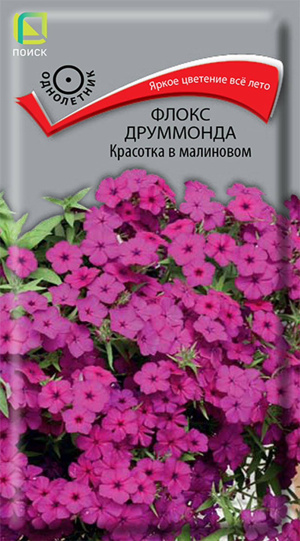 Флокс друммонда Красотка в малиновом