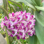 Ринхостилис RHY 36-PHONG PHIRA