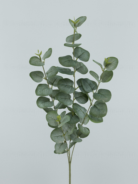 Ветка эвкалипта Бонни