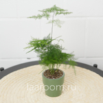 Аспарагус Сацетус d6