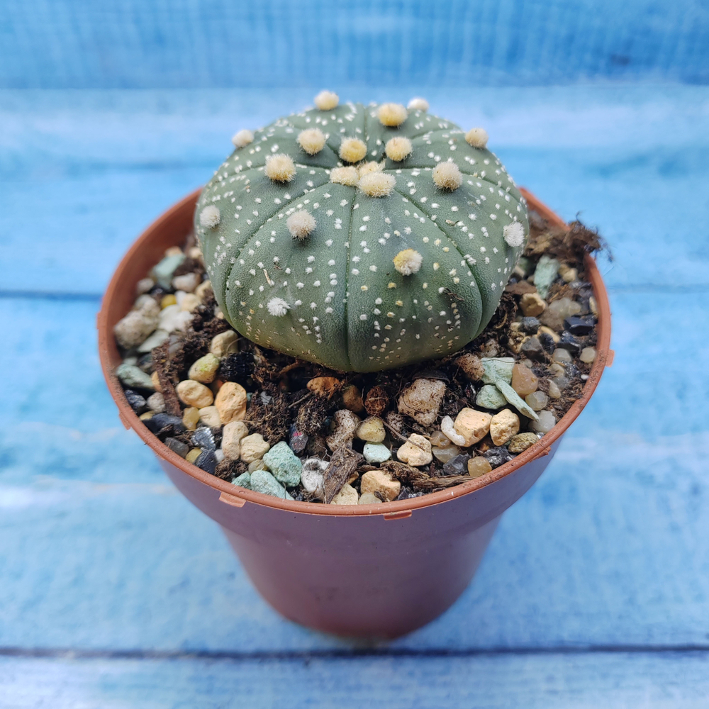 Astrophytum Asterias (Астрофитум)