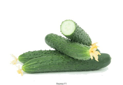 Варвар F1 семена огурца (Гавриш)