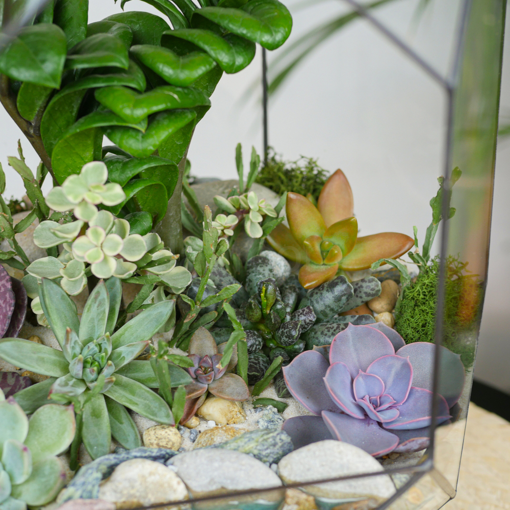 Готовый флорариум с суккулентами Цефей с озером