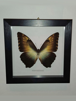 Бабочка Morpho hecuba werneri в рамке
