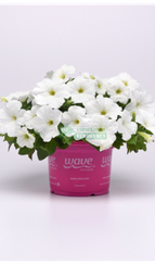 Петуния E3 EASY WAVE WHITE (Драже)