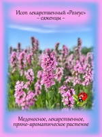Исоп лекарственный Розеус