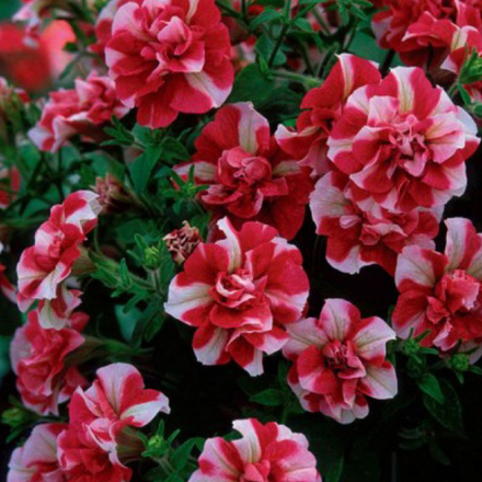 Петуния TUMBELINA Cherry Ripple