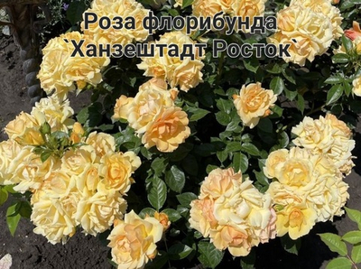 ХАНЗЕШТАДТ РОСТОК