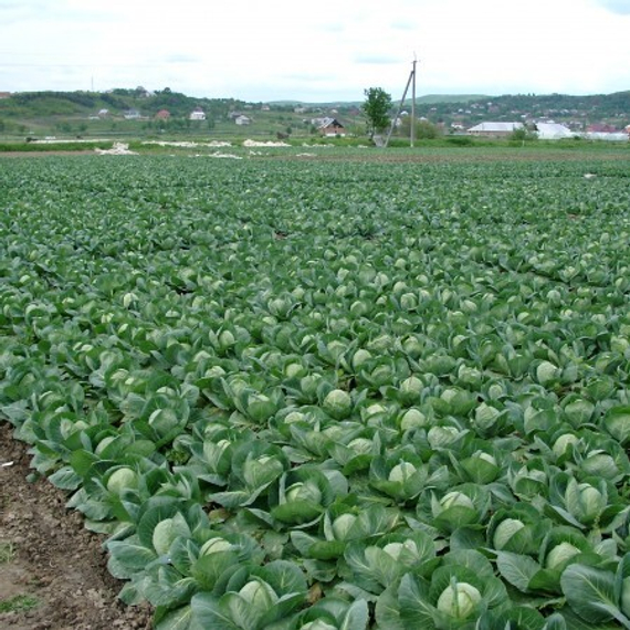 АДЕМА РЗ F1 семена капусты белокочанной (Rijk Zwaan | Alexagro) – фото 5