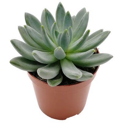 Купить живые суккуленты 🌵 Интернет-магазин суккулентов EnjoyPlants