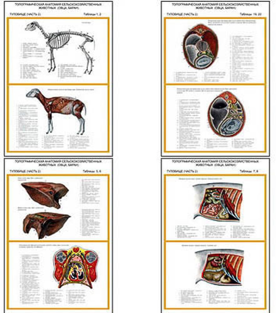 Плакаты ПРОФТЕХ &quot;Топограф. анатомия. Овца, баран. Туловище&quot; (11 пл, винил, 70х100)