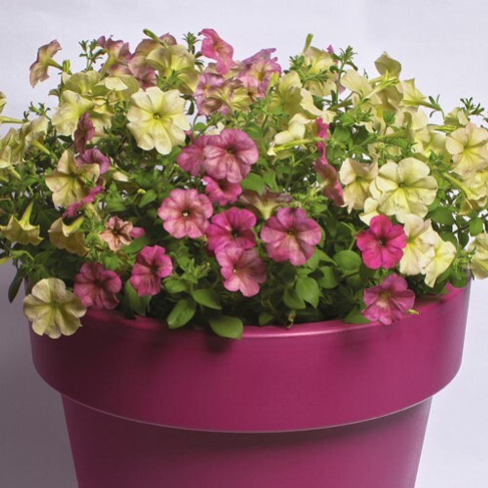 Петуния многоцветковая Зора F1 25шт.