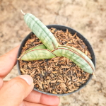 Сансевиерия EILENSIS