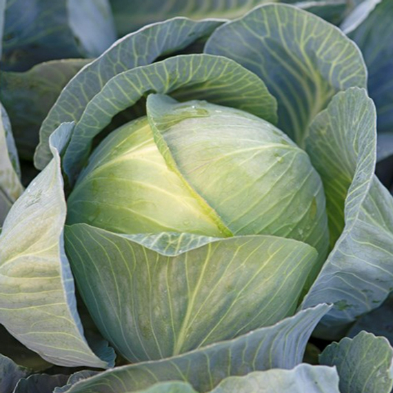 Короната F1 семена капусты белокочанной (Takii / Таки) – фото 3