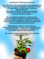Гортензия Сбежавшая невеста.