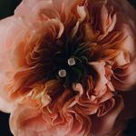 Серьги Crystal Circle с розовым халцедоном