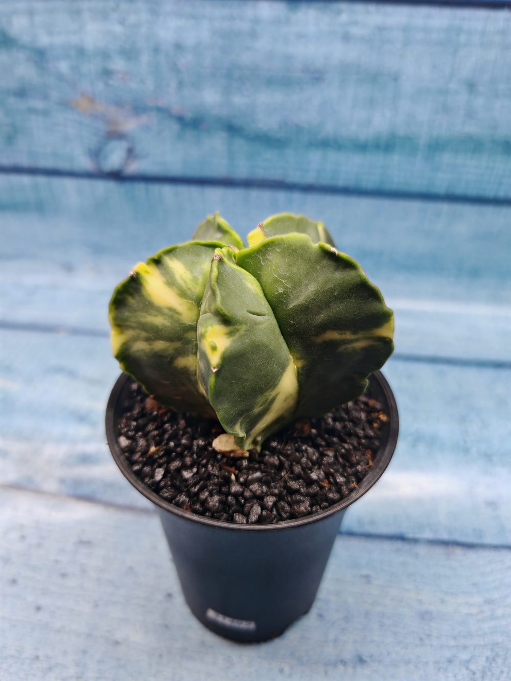 Astrophytum Myriostigma variagate (Астрофитум вариегатный)