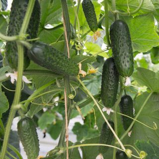 Огурец Атик F1 1000 (семена)