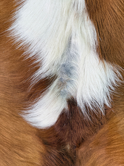 Коровья шкура на пол натуральная. 200 х 190 см